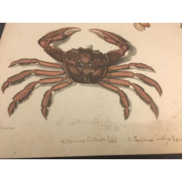 Group of Four Crustaceans Studies 1793 by f.d. Heidenreich For Sale - Image 18 of 18