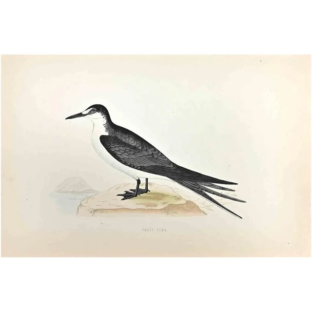 Sooty Tern is a modern artwork realized in 1870 by the British artist Alexander Francis Lydon (1836-1917) . Woodcut print,...