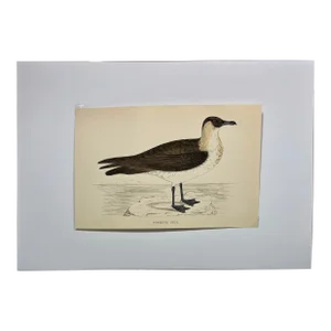 Antique Hand Tinted Bird Print From England Featuring a Brown & White Pomerine Skua - Circa 1888
