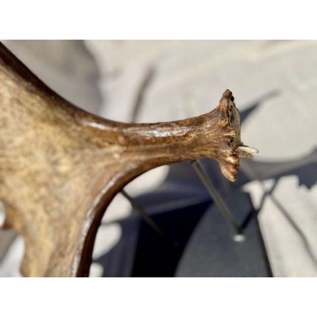 Large Mounted Moose Paddle/Antler For Sale In Atlanta - Image 6 of 9