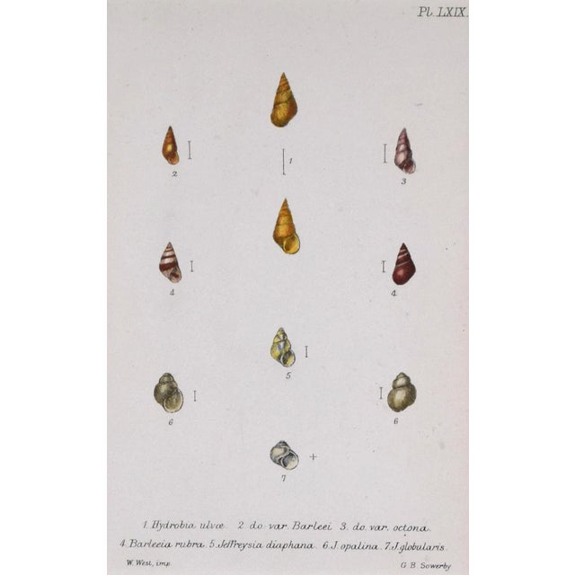 English 19th Century Antique Hand Colored English Shell Print by John Jeffreys 1869 For Sale - Image 3 of 6
