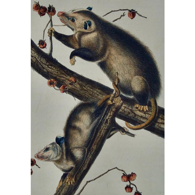 Figurative Audubon Virginian Opossum: An Original Audubon Hand-Colored Lithograph, 1849-1854 For Sale - Image 3 of 5