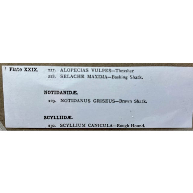 Cream Antique Fish Print Featuring a Thrasher, Basking Shark, Brown Shark & Rough Hound From England - Circa 1902 For Sale - Image 8 of 8