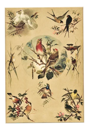 C1880s French Chromolithograph Design in Nature-Birds,Matted