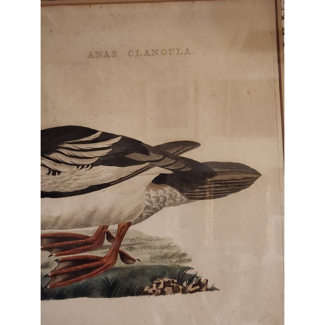 Illustration 18th Century Set of Three Duck Engraving Prints From the Nederlandsche Vogelen (Dutch Birds) For Sale - Image 3 of 12