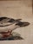 Illustration 18th Century Set of Three Duck Engraving Prints From the Nederlandsche Vogelen (Dutch Birds) For Sale - Image 3 of 12
