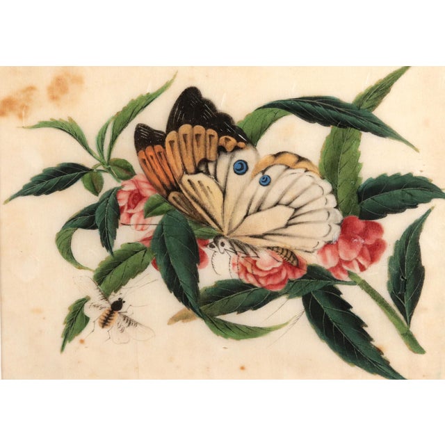 China Trade Pith Paper Paintings of Fruit and Butterflies, a Set of Six For Sale - Image 13 of 14