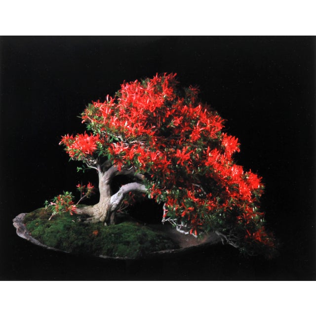 Kinsai Satsuki Azalea Jonathan Singer American (1949–2019) Date: 2011 Metallic Chromogenic Print Edition of 5 Image Size:...