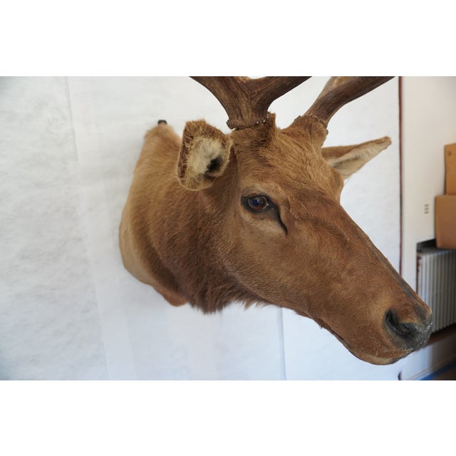 Elk Trophy Head Mount For Sale - Image 12 of 18