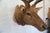 Elk Trophy Head Mount For Sale - Image 12 of 18