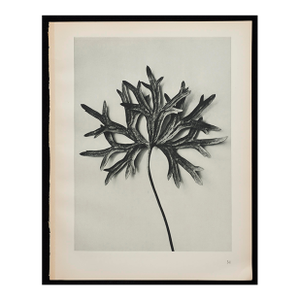 Original Karl Blossfeldt Photogravure Botanical Print