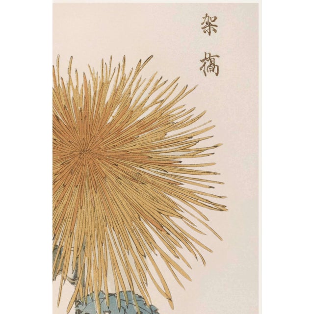Japanese Golden Mum by Hasegawa, Vintage Japanese Botanical Art Print, 12" X 18" For Sale - Image 3 of 9