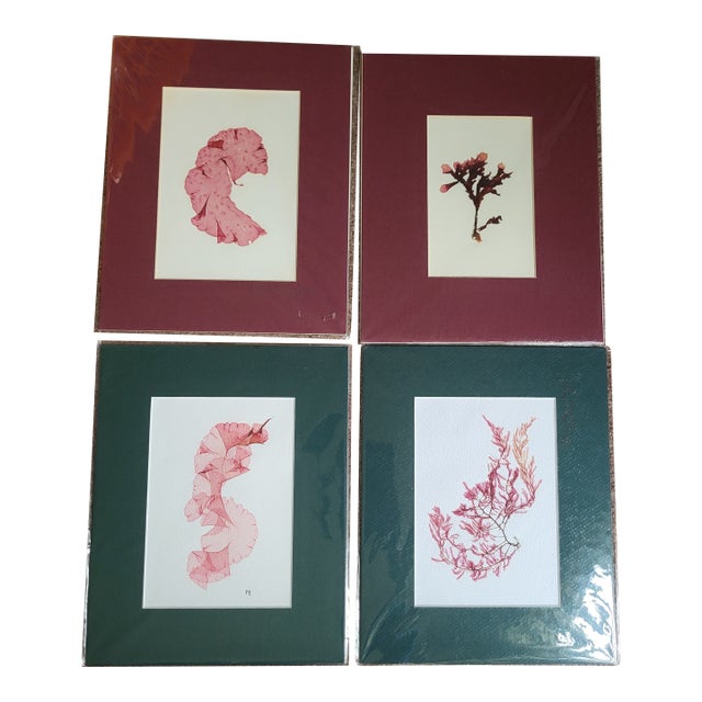 Late 20th Century Matted Seaweed Giclée Prints Artist Signed - Set of 4 For Sale