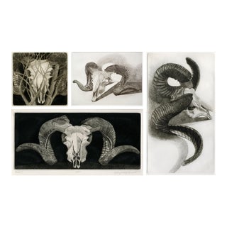 1970s Signed, Limited Edition Etchings of Ram Skulls by Elizabeth Quandt - Set of 4 For Sale