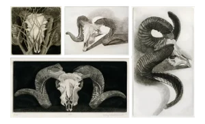 1970s Signed, Limited Edition Etchings of Ram Skulls by Elizabeth Quandt - Set of 4