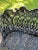 Metal Mid 19th Century Victorian Betsy Ross Cast Iron Garden Bench For Sale - Image 7 of 10