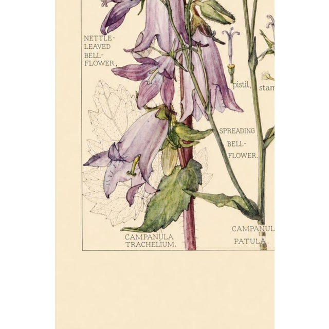 Bell Flowers Plate 1, Vintage Botanical Art Print Reproduction, 20" X 30" For Sale - Image 4 of 12