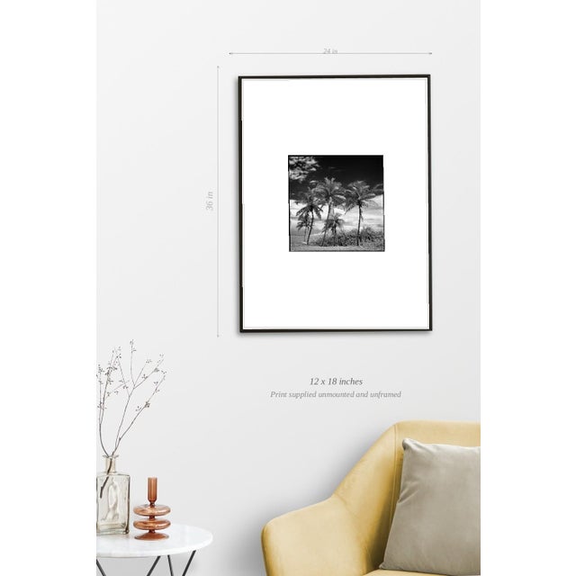 Paul Cooklin, Coconut Trees, Santa Maria, Edition of 50 For Sale - Image 4 of 7