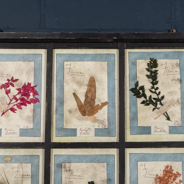 Large Italian Pressed Flowers and Herbs in Oak Frame, 1950s For Sale - Image 6 of 15