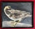 1970s American Mid-Century Portrait of a Bird - Oil Painting on Board of a Seagull For Sale - Image 5 of 8