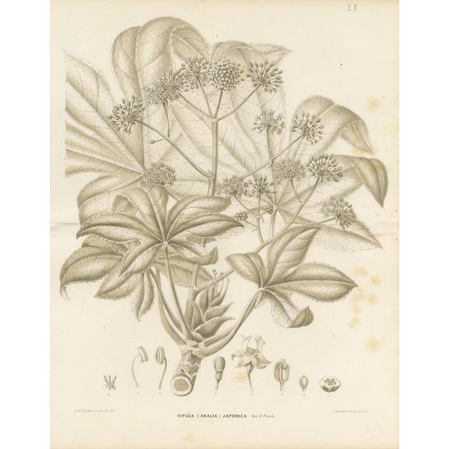 L. Stroobant, Fatsia Japonica, Aralia Japonica Flowering Branch, 1858, Lithograph For Sale - Image 9 of 9