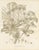L. Stroobant, Fatsia Japonica, Aralia Japonica Flowering Branch, 1858, Lithograph For Sale - Image 9 of 9