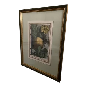 Musk Melon Antique Hand Colored Engraving, Framed