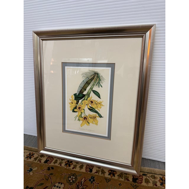 Louis Van Houtte's Orchid Botanical Print, Framed For Sale - Image 11 of 12