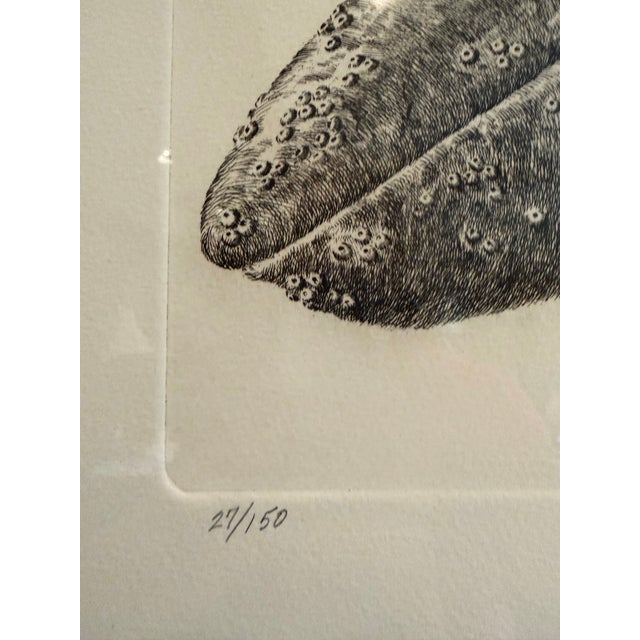 Camel j.d. Mayhew Gray Whales and Kelp 1983 Limited Edition Etching Print, Signed and Numbered For Sale - Image 8 of 10