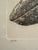 Camel j.d. Mayhew Gray Whales and Kelp 1983 Limited Edition Etching Print, Signed and Numbered For Sale - Image 8 of 10