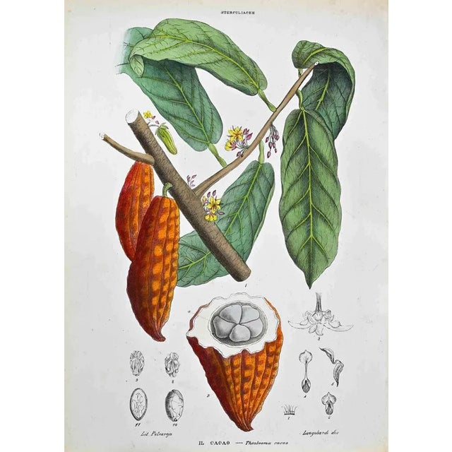 Lithograph hand watercolored. Plate from "Atlante di Botanica popolare ossia Illustrazione di Piante Notevoli di ogni...