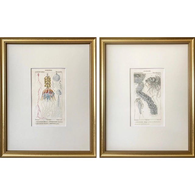 Original Antique French Colored Engravings of Jellyfish by Turpin Paris 1816 - a Pair For Sale