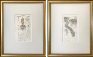 Original Antique French Colored Engravings of Jellyfish by Turpin Paris 1816 - a Pair