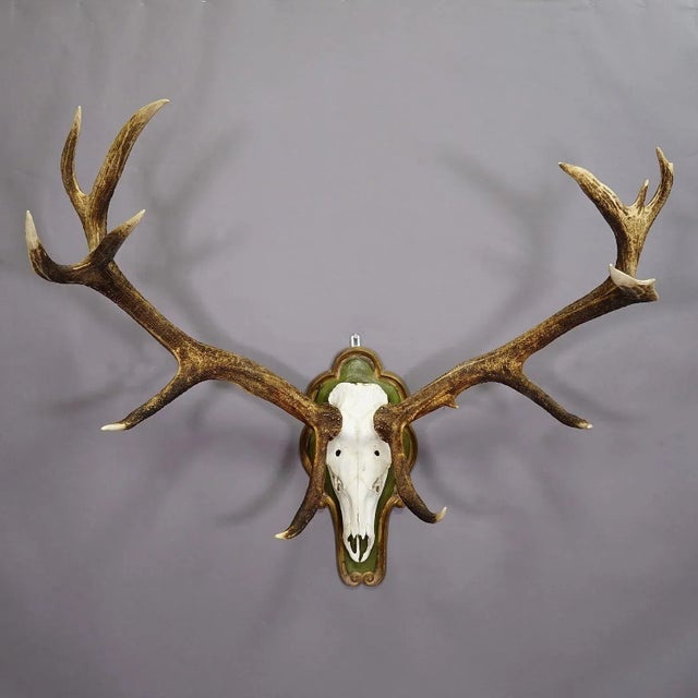 Capital Black Forest 16 Pointer Deer Trophy on Wooden Plaque For Sale - Image 4 of 5