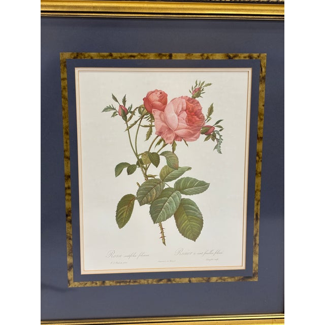 Wood Set of Six Framed Redoutè Rose Botanical Prints For Sale - Image 7 of 7