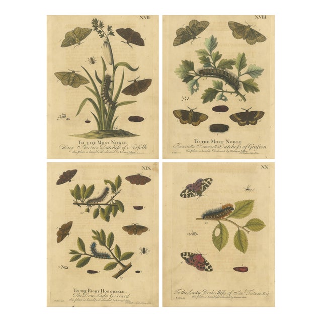 Albin, Moths & Caterpillars Common Rustic, Drab & Tiger Moths, 1720, Prints, Set of 4 For Sale