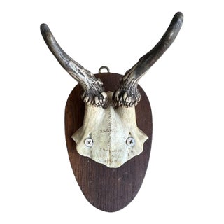 1900s Roe Deer Trophy Rd80 Black Forest Antlers For Sale
