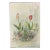 Watercolor Painting - Delicate Tulips For Sale