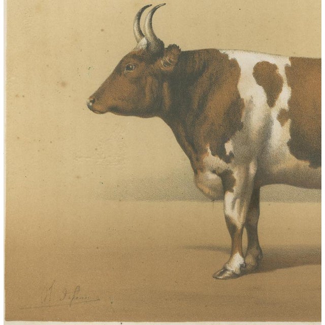 19th Century Borie, Breton Ox, French Cattle Breed, 1863, Paper For Sale - Image 5 of 9
