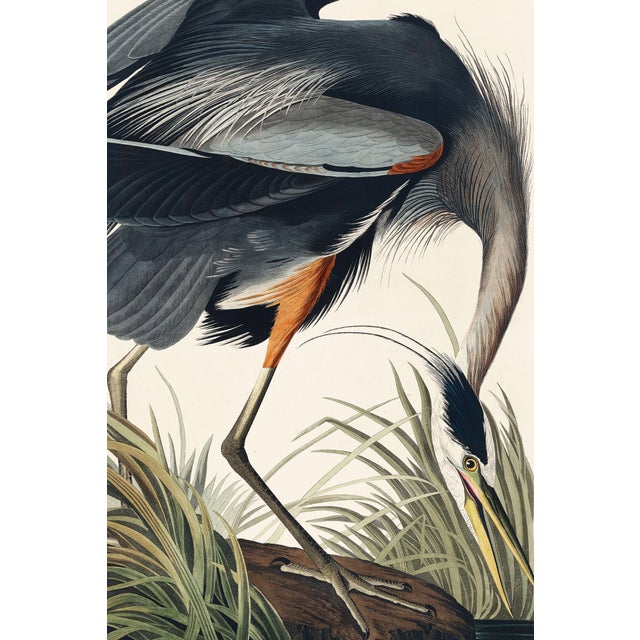 Not Yet Made - Made To Order American Flamingo & Great Blue Heron Diptych, Audubon Birds of America Art Prints, 40" X 60" For Sale - Image 5 of 12