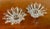 Modern Mikasa "Bridgeton" Starburst Candle Holders a Pair For Sale - Image 3 of 10