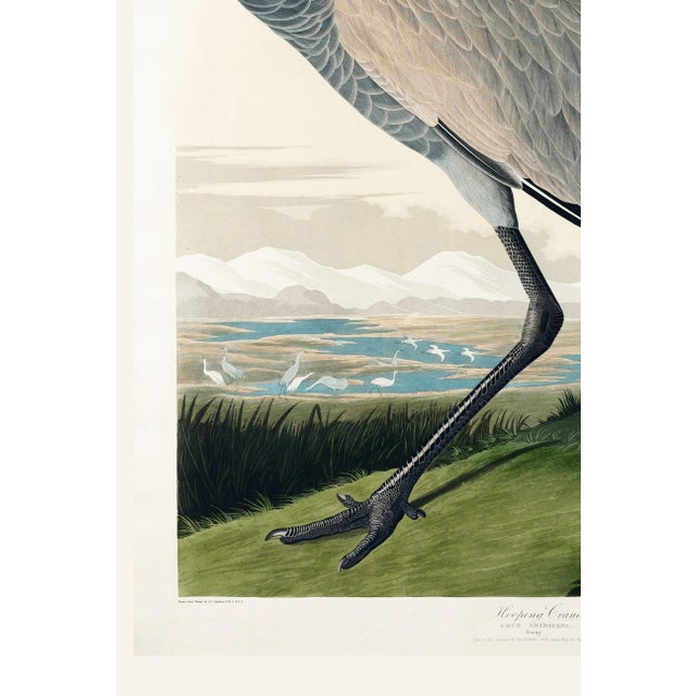 Paper Whooping Crane, Vintage Art Print Reproduction From Birds of America by John James Audubon, 16" X 24" For Sale - Image 7 of 8