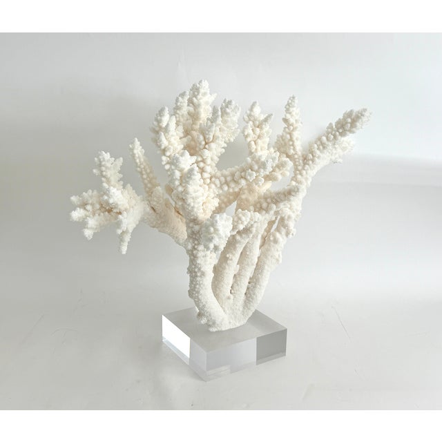 Late 20th Century Extraordinary Natural Branch Coral on Acrylic Base For Sale - Image 5 of 9