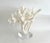 Late 20th Century Extraordinary Natural Branch Coral on Acrylic Base For Sale - Image 5 of 9