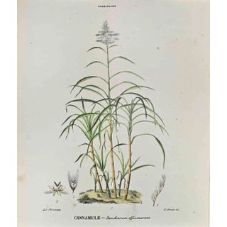 Vincenzo Tenore, The Grasses, Lithograph, 1870s For Sale