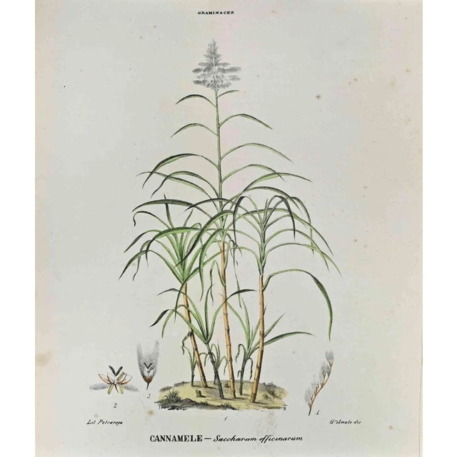 Vincenzo Tenore, The Grasses, Lithograph, 1870s For Sale