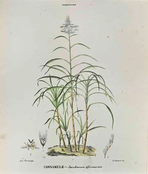 Vincenzo Tenore, The Grasses, Lithograph, 1870s