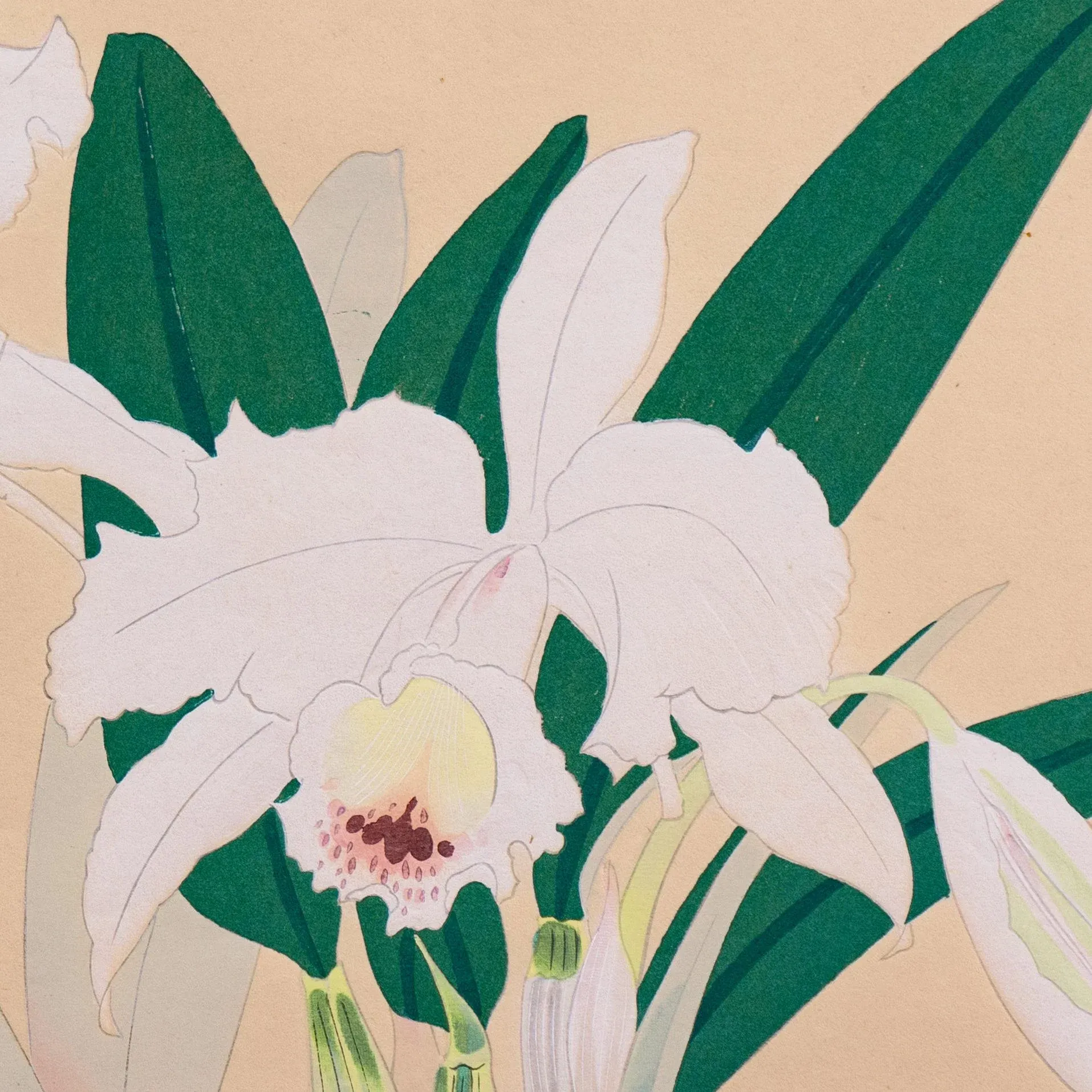 WALL OF ORCHIDS / LIFE MUST GO ON オリジナル版 Still Life of Orchids' by Ikeda Zuigetsu, 1946, Japanese