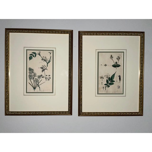 Antique Custom Framed Botanical Engravings - a Pair For Sale - Image 12 of 12