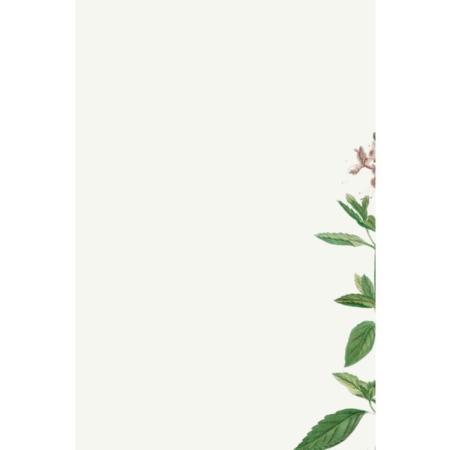 Bring timeless botanical elegance into your home with this vintage botanical art print featuring Basil Herb (Ocimum...